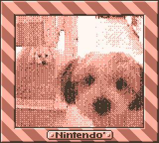 Game Boy Camera dog photo